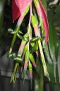 Nuokkupapinkaura2C_Billbergia_nutans_IMG_1315.jpg