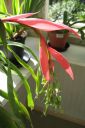 Nuokkupapinkaura2C_Billbergia_nutans_IMG_1632.jpg