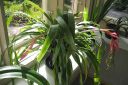 Nuokkupapinkaura2C_Billbergia_nutans_IMG_2453.jpg