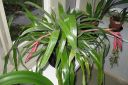 Nuokkupapinkaura2C_Billbergia_nutans_IMG_2471.jpg