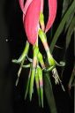 Nuokkupapinkaura2C_Billbergia_nutans_IMG_7975.jpg