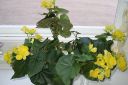 Pauliinabegonia2C_Begonia__Elatior_var_IMG_1823.jpg