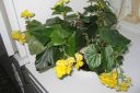 Pauliinabegonia2C_Begonia__Elatior_var_IMG_3510.jpg