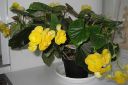 Pauliinabegonia2C_Begonia__Elatior_var_IMG_3512.jpg