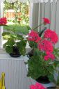 Pelargoni_28pelakuu292C_Pelargonium_zonale_hybr_IMG_0219.jpg