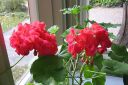 Pelargoni_28pelakuu292C_Pelargonium_zonale_hybr_IMG_8057.jpg