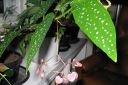 Pikkuenkelinsiipi2C_Begonia_Corallina_var_IMG_2799.jpg