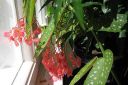 Pikkuenkelinsiipi2C_Begonia_Corallina_var_IMG_4240.jpg