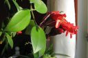 Pikkusoihtukoynnos2C_Aeschynanthus_radicans_IMG_0088.jpg