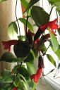 Pikkusoihtukoynnos2C_Aeschynanthus_radicans_IMG_0089.jpg