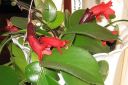 Pikkusoihtukoynnos2C_Aeschynanthus_radicans_IMG_0091.jpg