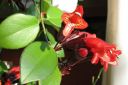 Pikkusoihtukoynnos2C_Aeschynanthus_radicans_IMG_0094.jpg