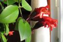 Tiedostonimi=Pikkusoihtukoynnos2C_Aeschynanthus_radicans_IMG_0095.jpg
Tiedostokoko=46kt
Koko=600x399
Lisätty=13.03.2011 Pikkusoihtukoynnos2C_Aeschynanthus_radicans_IMG_0095.jpg