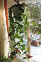 Pikkusoihtukoynnos2C_Aeschynanthus_radicans_IMG_0112.jpg