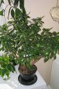 Rahapuu2C_Crassula_ovata_IMG_4554.jpg