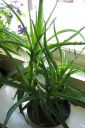 Rohtoaaloe2C_Aloe_arborescens_IMG_8616.jpg