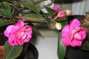 Tiedostonimi=Ruusubegonia2C_Begonia_elatior_hybr_IMG_0548.jpg
Tiedostokoko=53kt
Koko=600x400
Lisätty=13.03.2011 Ruusubegonia2C_Begonia_elatior_hybr_IMG_0548.jpg