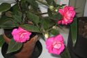 Ruusubegonia2C_Begonia_elatior_hybr_IMG_3445.jpg