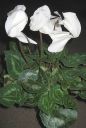 Syklaami2C_Cyclamen_sp_IMG_9053.jpg