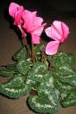 Syklaami2C_Cyclamen_sp_IMG_9054.jpg