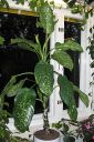 Taplakirjovehka2C_Dieffenbachia_sequine_IMG_0287.jpg