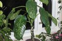 Taplakirjovehka2C_Dieffenbachia_sequine_IMG_0288.jpg