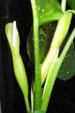 Taplakirjovehka2C_Dieffenbachia_sequine_IMG_0290.jpg