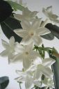 Tuoksukoynnos2C_Stephanotis_floribunda_IMG_5981.jpg