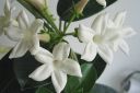 Tuoksukoynnos2C_Stephanotis_floribunda_IMG_5982.jpg