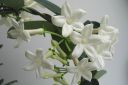 Tuoksukoynnos2C_Stephanotis_floribunda_IMG_5983.jpg