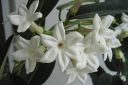 Tuoksukoynnos2C_Stephanotis_floribunda_IMG_5984.jpg