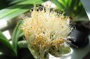 Valkotupsukki2C_Haemanthus_albiflos_IMG_1908.jpg