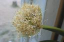 Valkotupsukki2C_Haemanthus_albiflos_IMG_2358.jpg