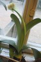 Valkotupsukki2C_Haemanthus_albiflos_IMG_2359.jpg