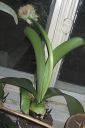 Valkotupsukki2C_Haemanthus_albiflos_IMG_2360.jpg