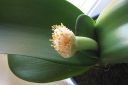 Valkotupsukki2C_Haemanthus_albiflos_IMG_8848.jpg