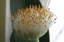 Valkotupsukki2C_Haemanthus_albiflos_IMG_8925.jpg