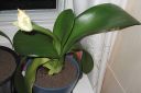 Valkotupsukki2C_Haemanthus_albiflos_IMG_9317.jpg