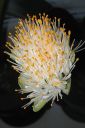 Valkotupsukki2C_Haemanthus_albiflos_IMG_9578.jpg