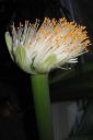 Valkotupsukki2C_Haemanthus_albiflos_IMG_9579.jpg