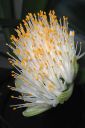 Valkotupsukki2C_Haemanthus_albiflos_IMG_9580.jpg