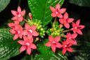 Viisikki2C_Pentas_lanceolata_IMG_1141.jpg