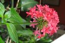 Viisikki2C_Pentas_lanceolata_IMG_5073.jpg