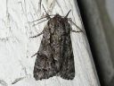 Acronicta_auricoma_silmailtayokkonen_IMG_5462.jpg