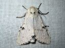 Acronicta_leporina_janoyokkonen_IMG_4275.jpg