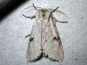 Acronicta_leporina_janoyokkonen_IMG_7104.jpg