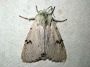 Acronicta_leporina_janoyokkonen_IMG_7200.jpg