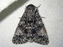 Acronicta_megacephala_haapayokkonen_IMG_0482.jpg