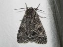 Acronicta_megacephala_haapayokkonen_IMG_5871.jpg