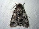 Tiedostonimi=Acronicta_megacephala_haapayokkonen_IMG_9192.jpg
Tiedostokoko=90kt
Koko=600x450
Lisätty=25.03.2011 Acronicta_megacephala_haapayokkonen_IMG_9192.jpg